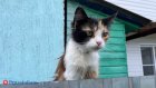 Мужчина похитил 1500 домашних кошек и продал их вьетнамским ресторанам