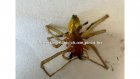В Пензенском районе ядовитый паук заполз в жилой дом