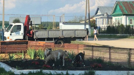 В Городищенском районе пожаловались на козий беспредел