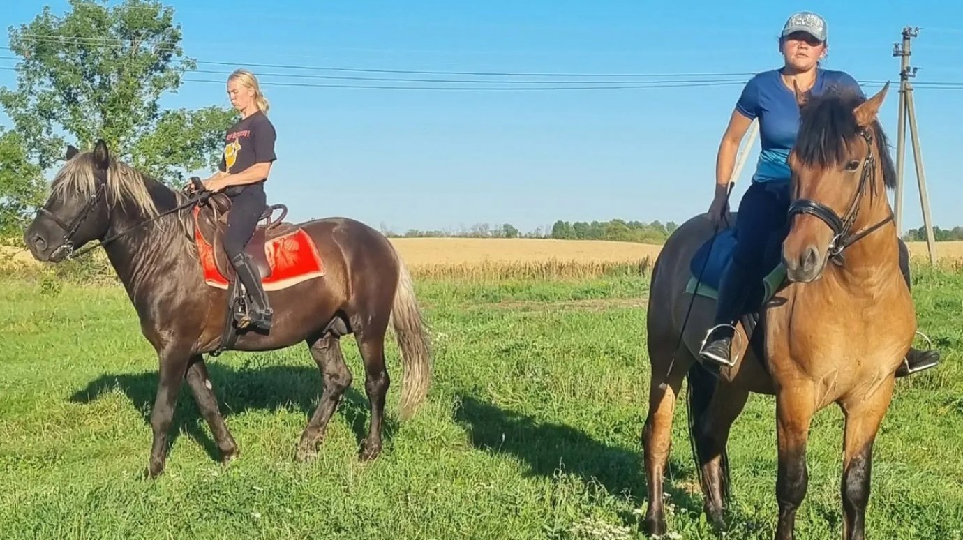 В Пензенской области разыскивают украденных лошадей