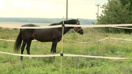 Полицейские рассказали о спасении лошадей в Пензенской области