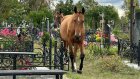 В Богословке намерены оградить кладбище от лошадей