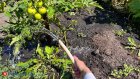 Пензенцы могут отравиться недозрелыми помидорами