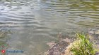 В Пензенской области вырастут штрафы за купание в неположенных местах