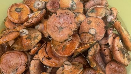 В лесах Пензенской области пошли осенние грибы