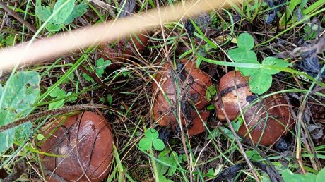 В лесах Пензенской области пошли осенние грибы