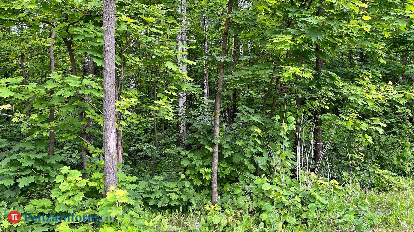 Зеленая напасть. На леса под Пензой нападают чаги и листовертки