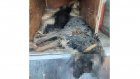 Волонтеры рассказали о гибели 6 собак при отлове в Никольске