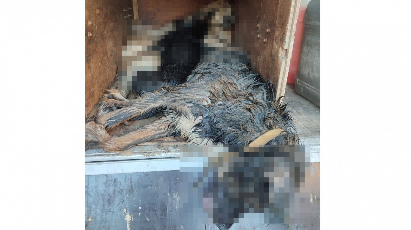 Волонтеры рассказали о гибели 6 собак при отлове в Никольске