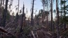 В Никольске в прореженном ураганом лесу проведут рубки