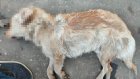 В Никольске расследуют гибель собак при отлове