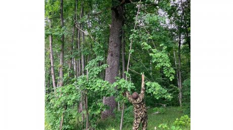 В Кузнецком районе нашли дуб и сосны возрастом не менее двух веков