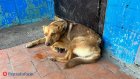 Пензенцы могут сами сдавать бродячих собак в МУП по очистке города