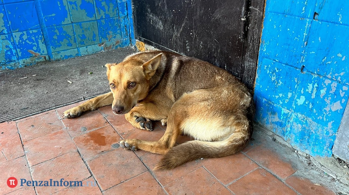 Пензенцы могут сами сдавать бродячих собак в МУП по очистке города