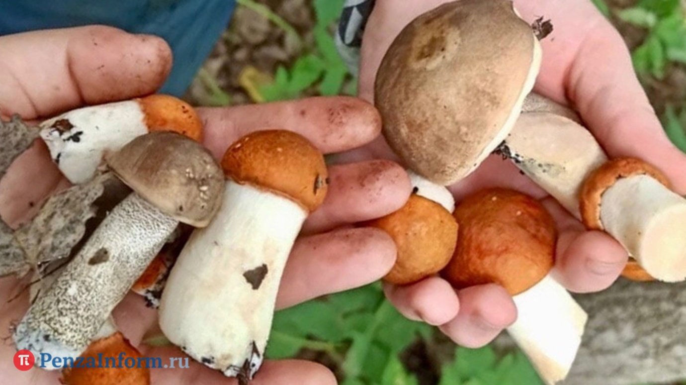 В России вступил в силу закон о многолетних тюремных сроках за сбор грибов