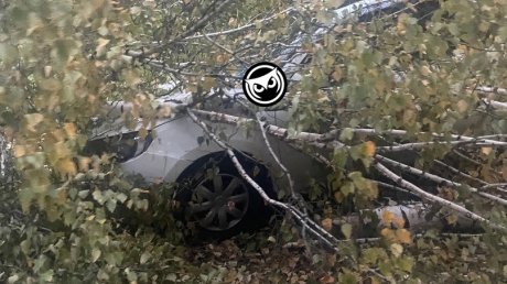 В Пензе несколько машин пострадали от упавших деревьев