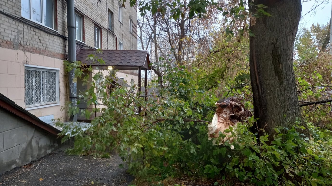 «Замуровали, демоны»: в Пензе дерево загородило путь жильцам пятиэтажки