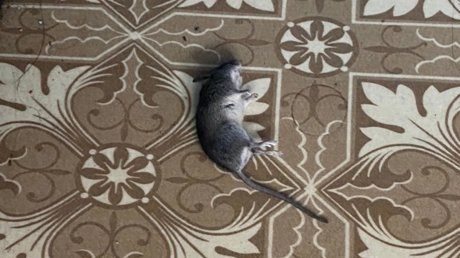 Пензячку возмутила мертвая мышь в «Спутнике»