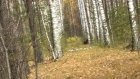 В лесу под Кузнецком на глаза человеку попался медведь