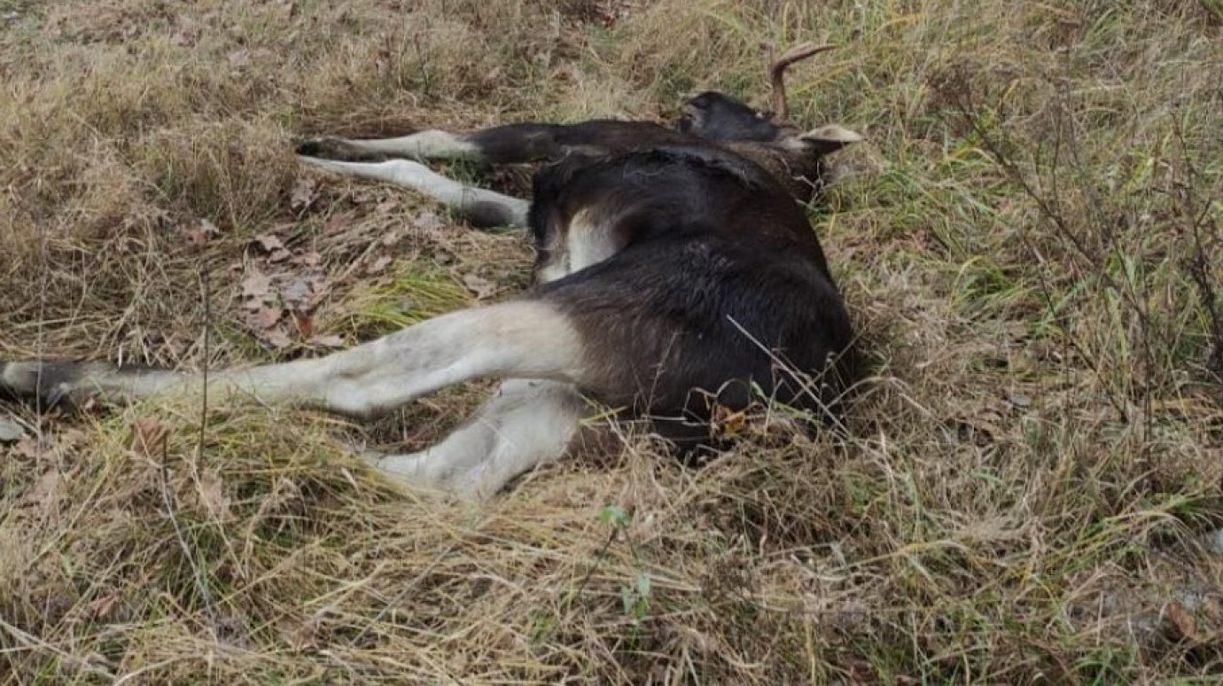 В Пензе браконьер застрелил вышедшего к дороге лося
