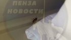 Пациентка пензенской больницы рассказала о «мафии» тараканов