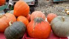 В России вырос спрос на посвященные Хеллоуину товары