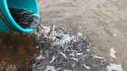 В Сурское водохранилище выпустили почти 10 000 мальков стерляди