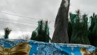 В Пензе остались свободные места для продажи елок