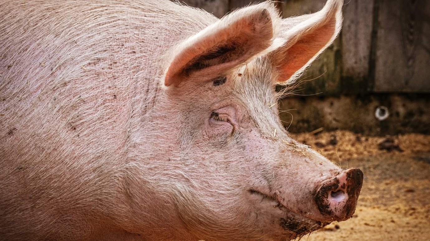 У жителей Мокшанского района изымут свиней из-за африканской чумы