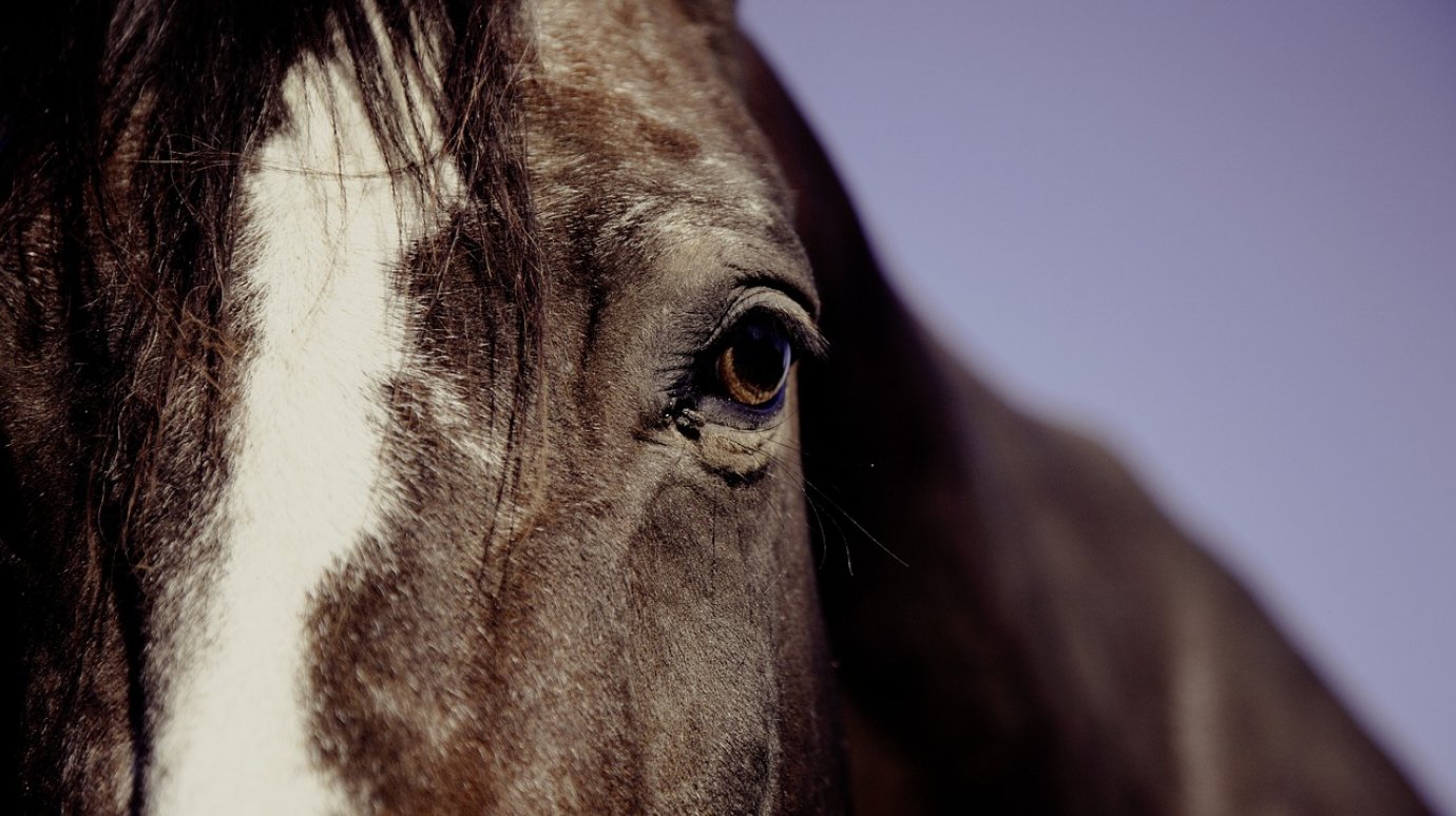 У жительницы Лопатинского района украли и забили лошадь