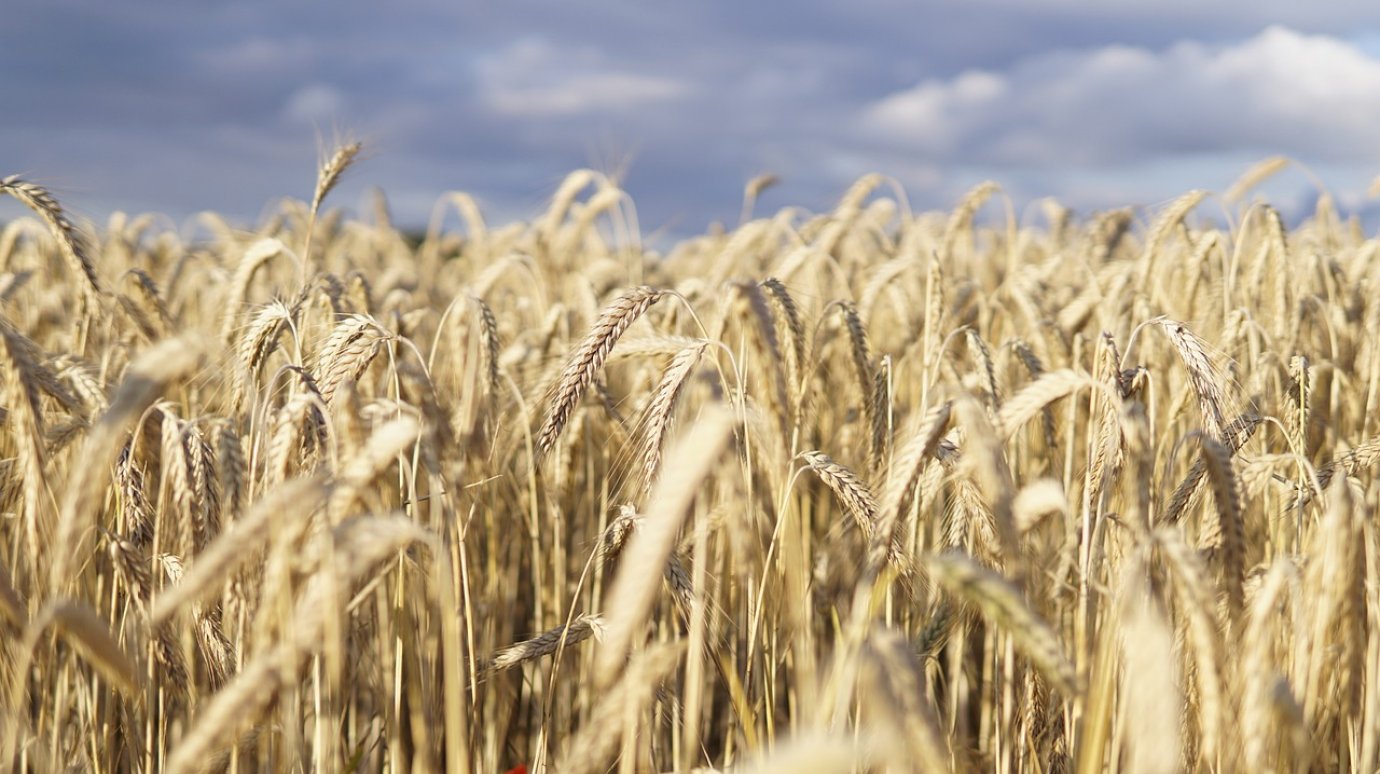 Пензенская область отправляет зерно в Латвию, Польшу, Германию и Иран