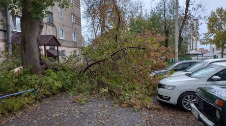 Во дворе на улице Свердлова в Пензе снова рухнуло дерево