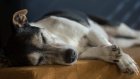 Как помочь старой собаке справиться с изнашиванием суставов