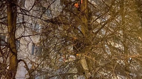 В Пензе сотрудники МЧС сняли с дерева кота и двух его «спасателей»