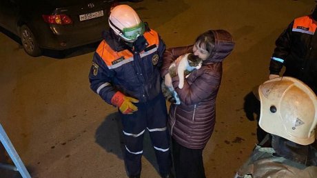 В Пензе сотрудники МЧС сняли с дерева кота и двух его «спасателей»