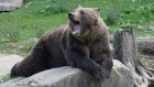 В Крыму женщина покормила соломкой медведя и лишилась части пальца