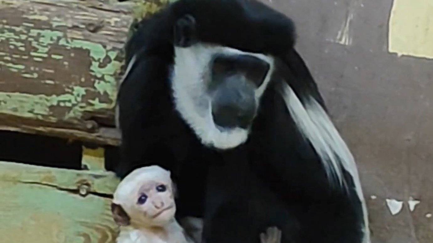 В Пензе в зоопарке родился восточный колобус неизвестного пола