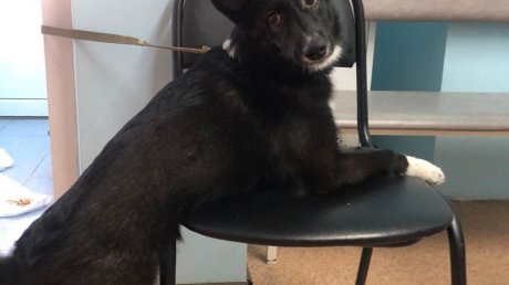В Пензе сотрудники поликлиники ищут хозяина забытой собаки