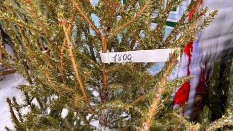 Стала известна стоимость новогоднего дерева в Пензе
