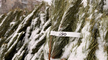 Стала известна стоимость новогоднего дерева в Пензе