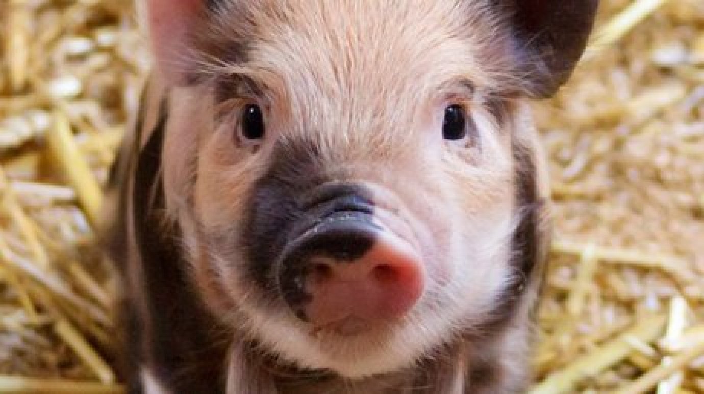 В Пензенской области вновь выявлена африканская чума свиней