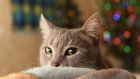 Россиянам раскрыли способы уберечь новогоднюю елку от кота