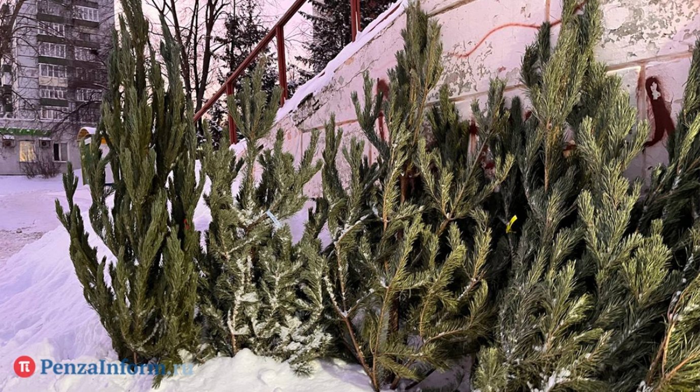 Россиян предупредили о неожиданной опасности новогодних елок