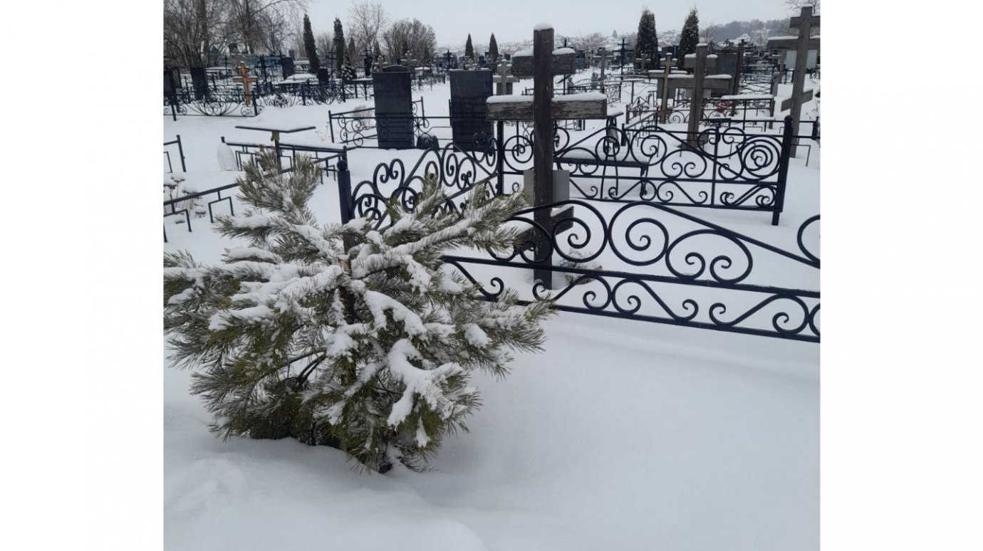 В Богословке новогоднюю ель не постеснялись добыть на кладбище
