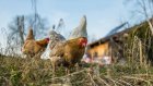 Куры в России начали хуже нести яйца