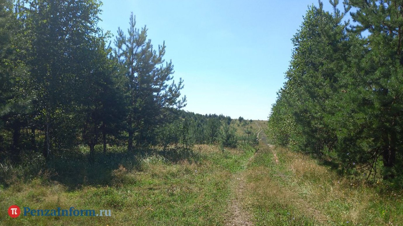 Житель Сосновоборского района попал под суд после поездки в лес