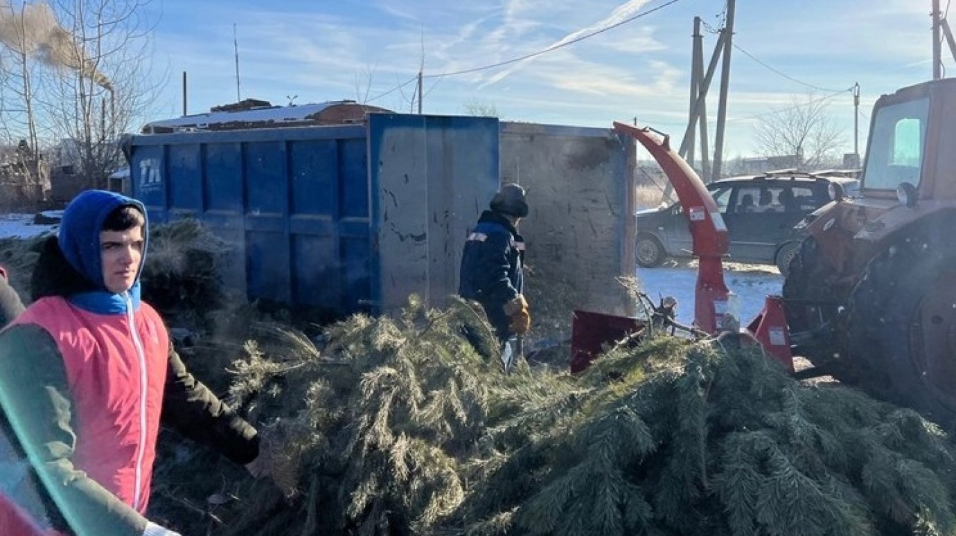 Пензенцев просят оставлять елки возле мусорных контейнеров