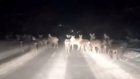 На дорогу в Сурске вышло целое стадо оленей