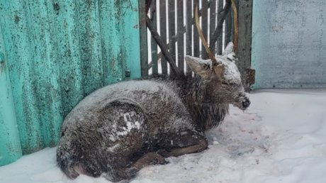 В Колышлее спасли пятнистого оленя от бродячих собак