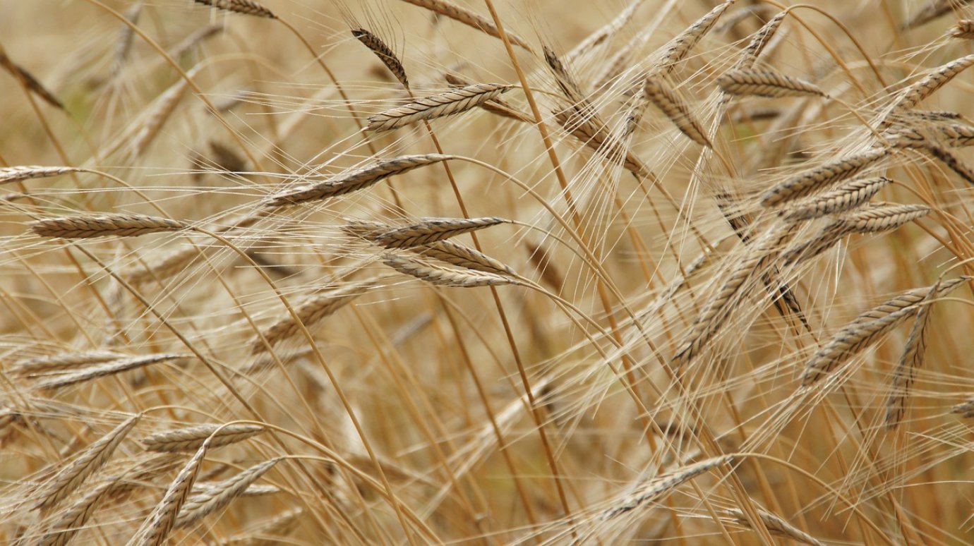 Пензенская область отправила зерно в Латвию, Польшу, Германию и Иран
